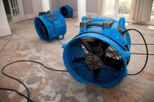 Best Professional water damage repair  in Dillon, MT