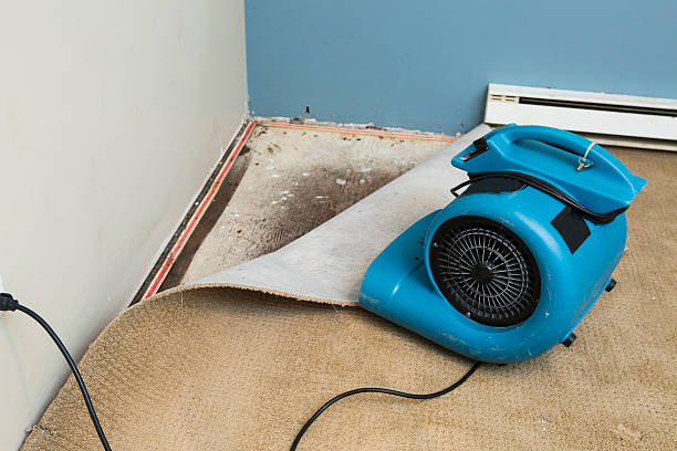 Best Professional water damage repair  in Dillon, MT